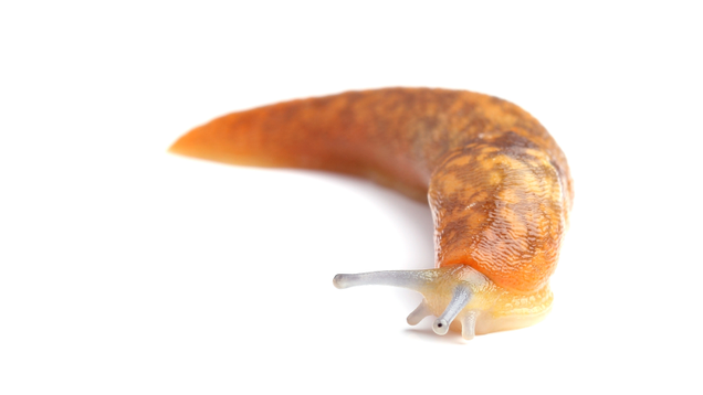 Illustration for article titled 5 Slugs That, In Retrospect, We Sort Of Whipped Ourselves Into A Frenzy Over